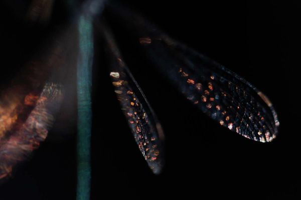 Снимок Nature's Studio немецкого фотографа Simone Baumeister, ставший первым в категории Glittering - Sputnik Армения