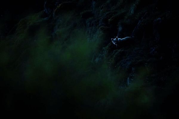 Снимок Bear mountain spirit   немецкого фотографа Джоши Нишелла, победивший в номинации Rewilding Europe Award - Sputnik Армения