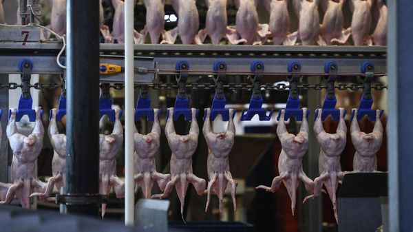 Разделочный цех на птицефабрике  - Sputnik Армения