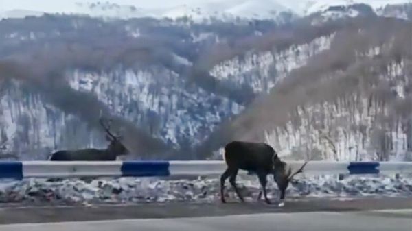 Благородные олени нацпарка Дилижан - Sputnik Армения