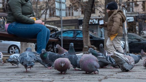 Голуби на улице Абовяна около церкви Святой Богоматери Катогике - Sputnik Армения