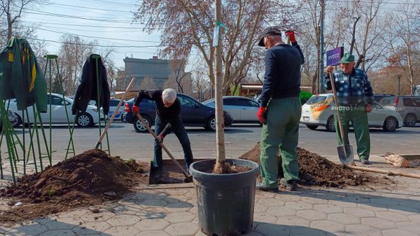 Посадка деревьев на улице Московян - Sputnik Армения