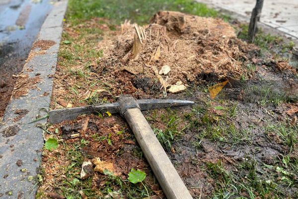 НКО Озеленение и охрана окружающей среды вырубает старые и сажает новые деревья на проспекте Саят-Нова (13 апреля 2023). Еревaн НКО Озеленение и охрана окружающей среды вырубает старые и сажает новые деревья на проспекте Саят-Нова (13 апреля 2023). Еревaн - Sputnik Армения