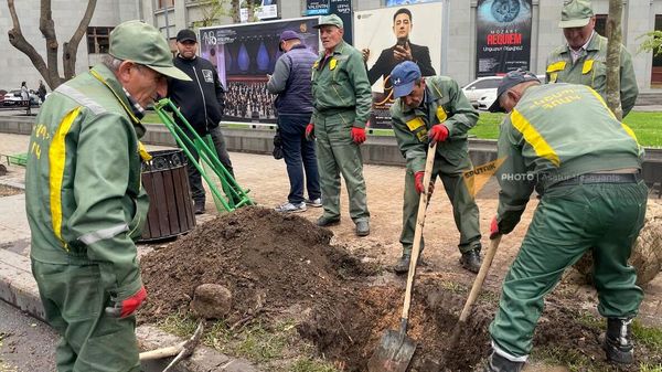 НКО Озеленение и охрана окружающей среды вырубает старые и сажает новые деревья на проспекте Саят-Нова (13 апреля 2023). Еревaн - Sputnik Армения