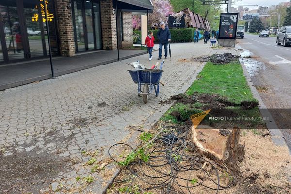 НКО Озеленение и охрана окружающей среды вырубает старые и сажает новые деревья на проспекте Саят-Нова (13 апреля 2023). Еревaн НКО Озеленение и охрана окружающей среды вырубает старые и сажает новые деревья на проспекте Саят-Нова (13 апреля 2023). Еревaн - Sputnik Армения