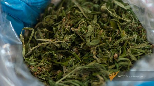 Сотрудница отдела материаловедческих экспертиз Национального бюро экспертиз показывает марихуану - Sputnik Армения
