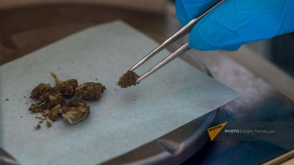 Сотрудница отдела материаловедческих экспертиз Национального бюро экспертиз работает с марихуаной - Sputnik Армения