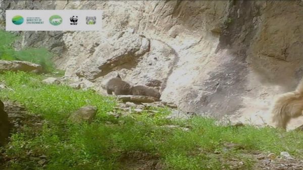 Прогулка бурой медведицы с двумя детенышами в  Хосровском лесу попала на камеру - Sputnik Армения
