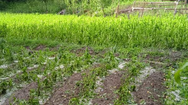 Կարկուտ - Sputnik Արմենիա