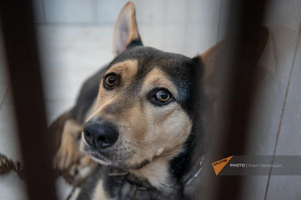 Կենդանիների խնամքի կենտրոնում Կենդանիների խնամքի կենտրոնում - Sputnik Արմենիա