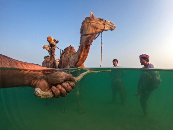 Снимок из серии When Winter Hits! индийского фотографа Shyjith Onden Cheriyath, победившего в конкурсе World’s Coolest Winter Photography Competition 2023 by HIPA. - Sputnik Армения