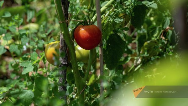 Լոլիկ - Sputnik Արմենիա
