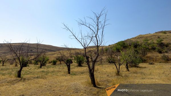 Ջրի բացակայության պատճառով չորացած այգի - Sputnik Արմենիա