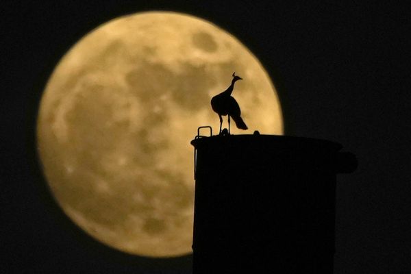 Павлин на фоне Суперлуния в Хайдарабаде - Sputnik Армения