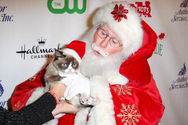 Grumpy Cat на 84-й ежегодном Голливудском рождественском параде в Лос-Анджелесе․ - Sputnik Армения