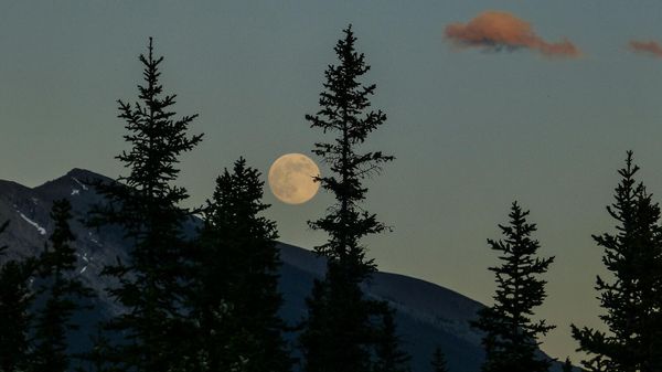 Луна суперлуние ночь лес - Sputnik Армения