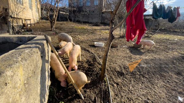 Խոզեր - Sputnik Արմենիա