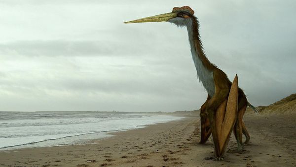 Художественное изображение птерозавра Quetzalcoatlus northropi  - Sputnik Армения