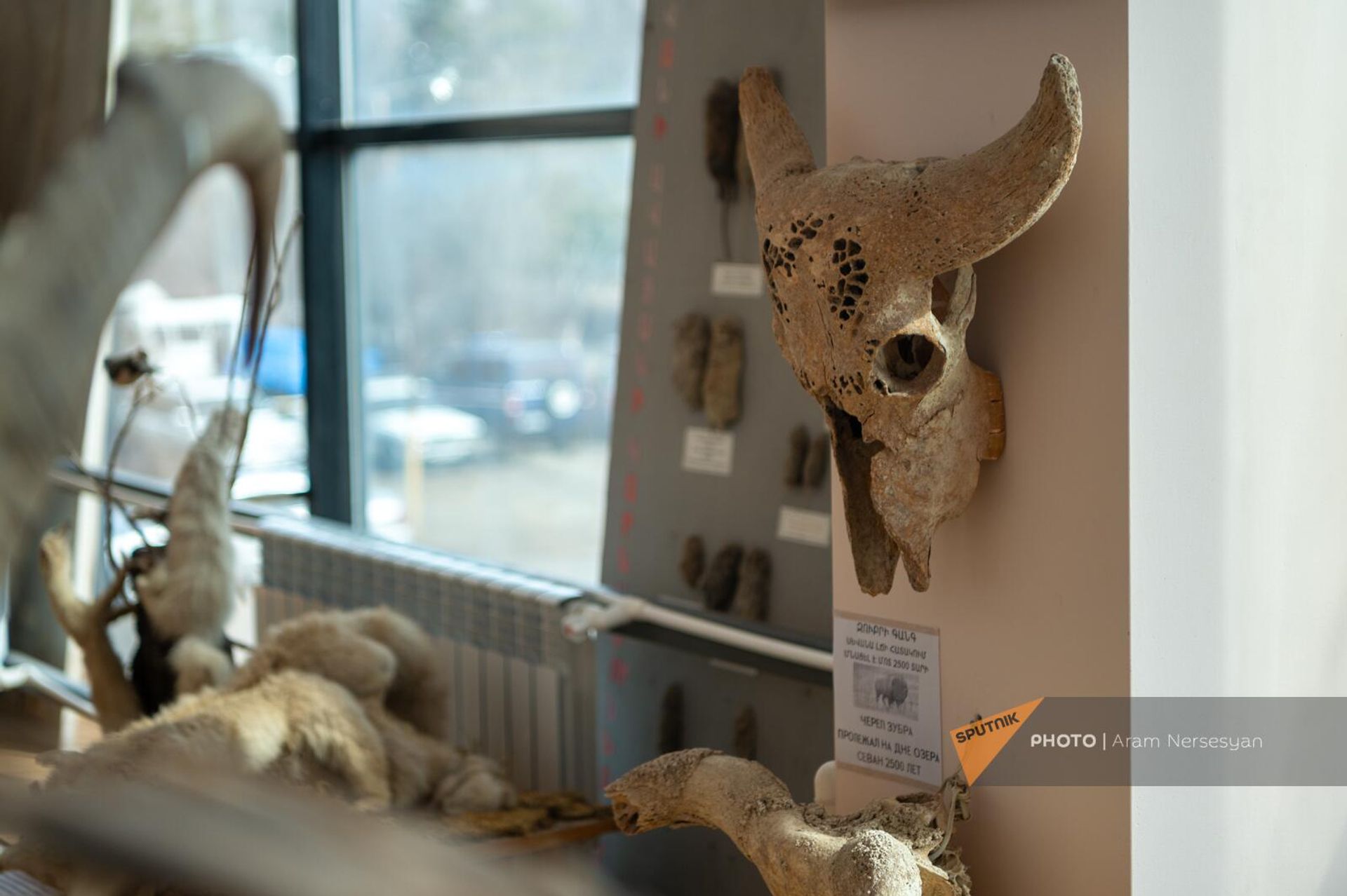 Черепа буйвола и бизона, находившихся под водой 2500 лет, в туристическом центре Севанского национального парка - Sputnik Армения, 1920, 20.03.2024