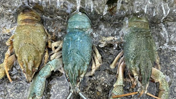 Сотрудники экопатрульной службы национального парка Севан конфисковали 303 незаконно установленные ловушки для раков (15 апреля 2024). Севан - Sputnik Армения