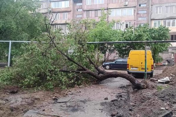 Տապալված ծառ - Sputnik Արմենիա