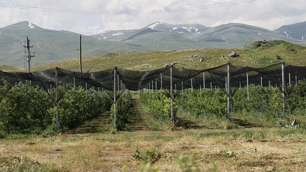 Премьер-министр Никол Пашинян посетил интенсивный сад компании АНД (17 июня 2024). Ишханасар - Sputnik Армения