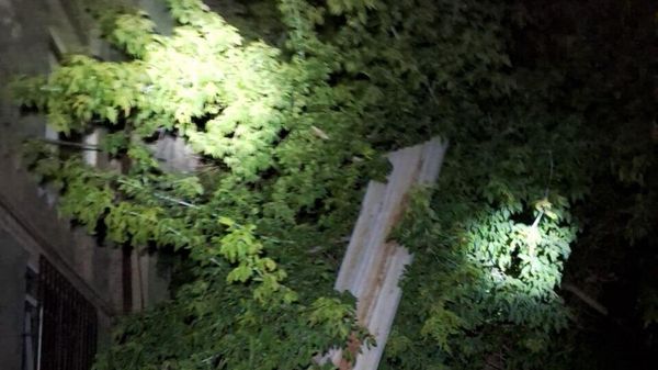 Քամու հետևանքները Երևանում (1 օգոստոսի, 2024 թ.) - Sputnik Արմենիա