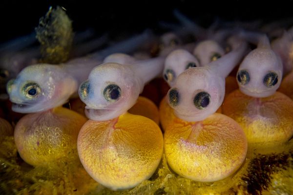 Шейн Гросс"Детеныш рыбы Porichthys notatus, все еще прикрепленный к своему желточному мешку, спрятанный под камнем в приливной зоне"Остров Ванкувер, Британская Колумбия, Канада - Sputnik Армения