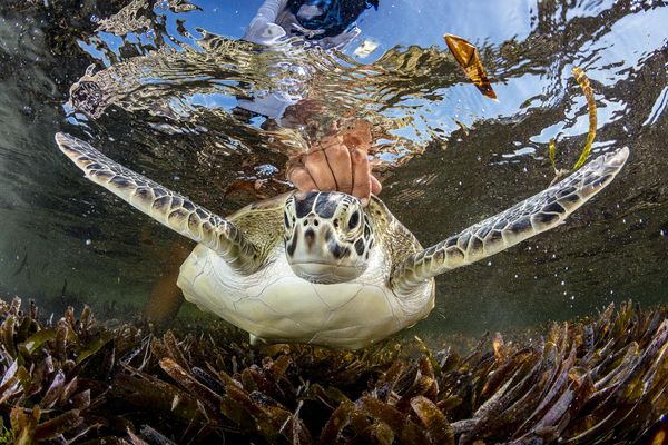Шейн Гросс "Зеленая морская черепаха (Chelonia mydas) выпущена на волю после того, как ее пометили и обследовали исследователи SOSF DRC Атолл Сент-Джозеф, Сейшельские острова - Sputnik Армения