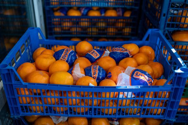 Мандарины на одном из крупных рынков Армении Мандарины на одном из крупных рынков Армении - Sputnik Армения