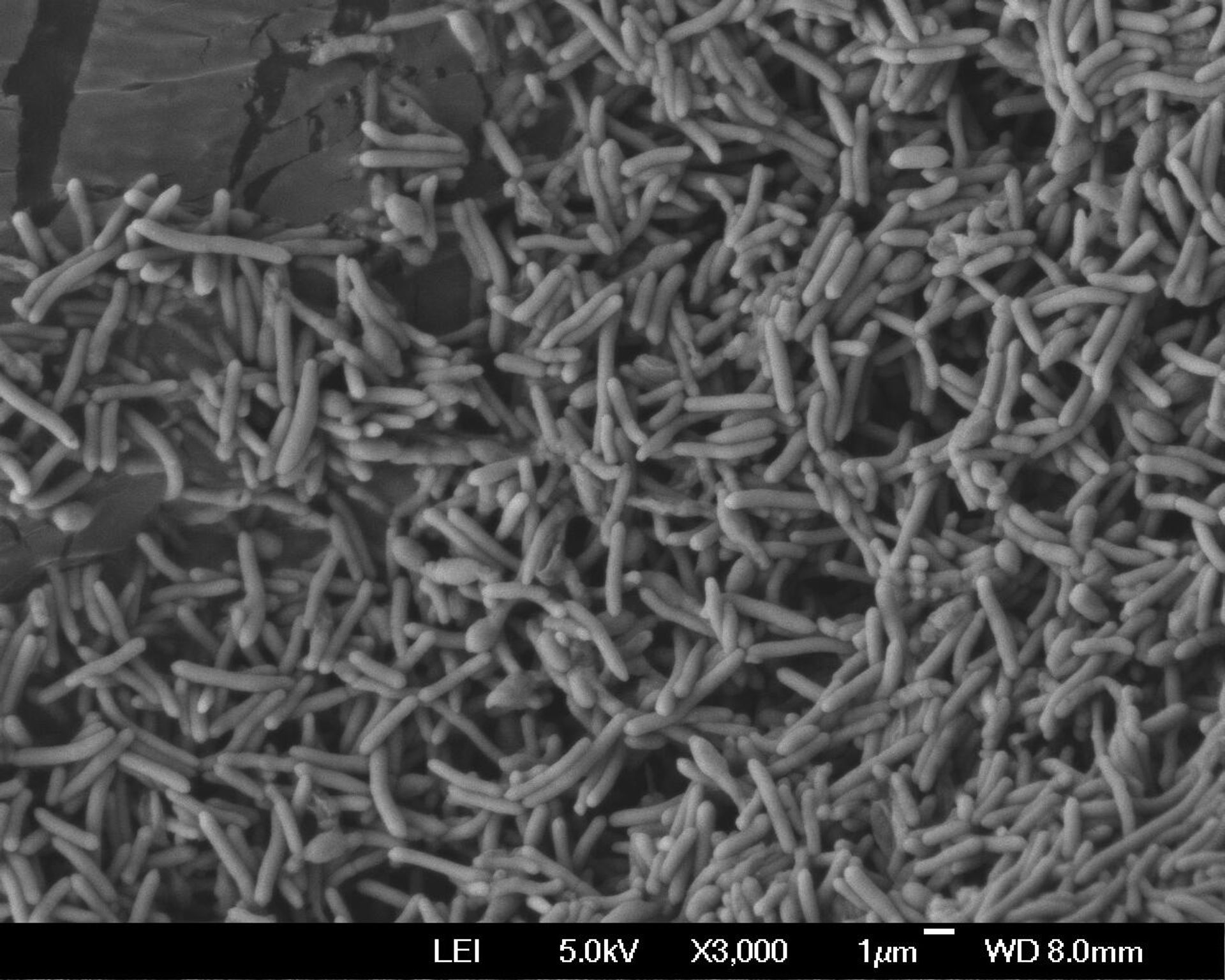 Бактерии из рода Anoxybacillus, вырабатывающие фермент амилазу (фото под микроскопом) - Sputnik Армения, 1920, 24.01.2025
