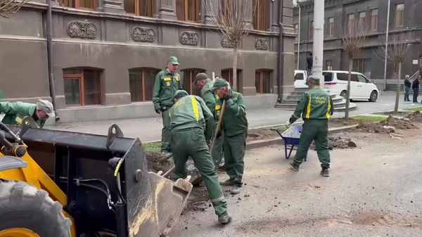 На улице Мелика Адамяна вязы заменяют катальпами - Sputnik Армения