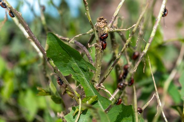 Неизвестные насекомые атаковали поля села Ерасхаун в Армавире - Sputnik Армения