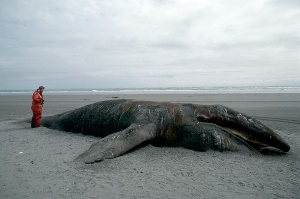 «Exxon Valdez» լցանավի վթար1989 թվականի մարտի 24-ին «Exxon Valdez» լցանավից նավթի արտահոսքի հետևանքով սատկել է 250 հազար թռչուն, 22 կետ, 3 հազար ծովային ջրասամույր, 300 փոկ: - Sputnik Արմենիա