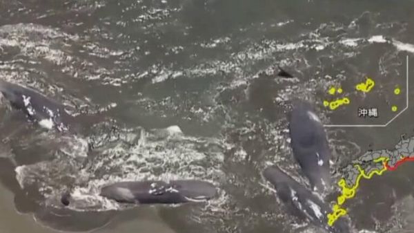 Кадры выброшенных на берег в Японии китов и последствий землетрясения в Северо-Курильске - Sputnik Армения