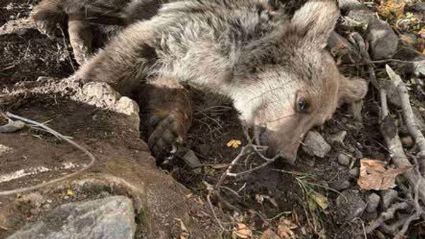 Медвежонок, застрявший в самодельном металлическом шнуре, доставлен в Кавказский заповедник биоразнообразия в Урцадзоре. - Sputnik Армения