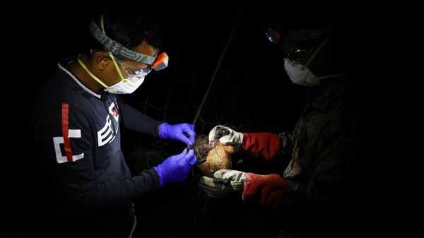 Лаборанты полевой лаборатории ловят летучую мышь сеткой во время сбора образцов для исследования вируса Нипах в районе Шуварампур города Фаридпур (14 сентября 2021). Бангладеш - Sputnik Армения