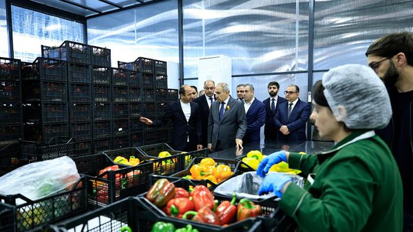 Նիկոլ Փաշինյանն այցելել է «Նուվո վիլաժ» ընկերության պղպեղի ջերմատուն (2026թ․ ապրիլի 8). Նոր Հաճն  - Sputnik Արմենիա