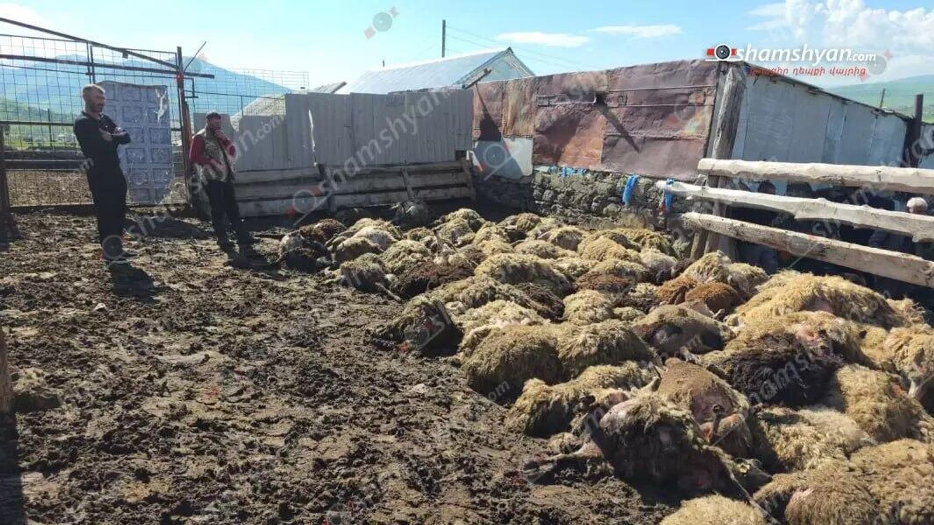 Стая волков загрызла 300 голов овец в селе Цахкунк (6 июня 2026). Гегаркуникская область - Sputnik Արմենիա, 1920, 06.06.2026