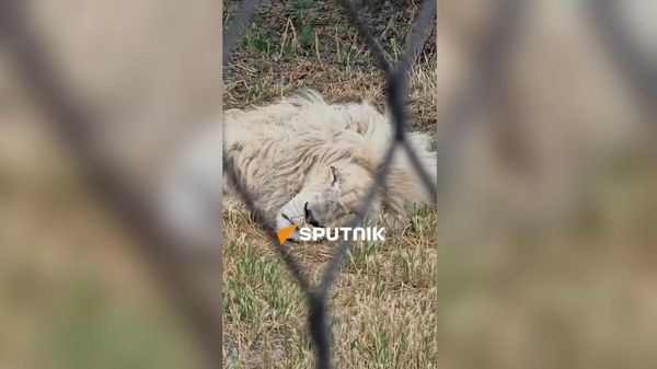 Два льва и 1 тигр из особняка лидера ППА Гагика Царукяна сейчас на карантине в Ереванском зоопарке - Sputnik Армения
