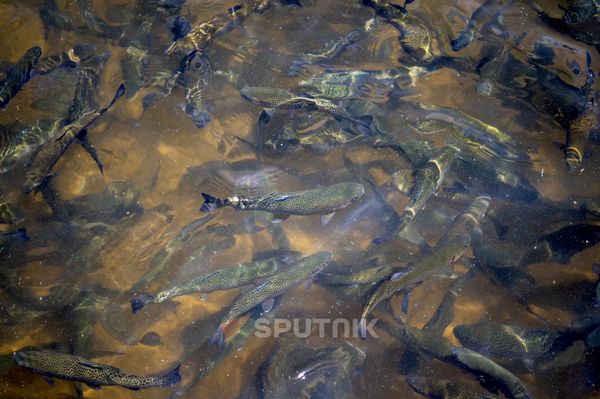 Рыбоводческое хозяйство Маргарян Рыбоводческое хозяйство Маргарян - Sputnik Армения