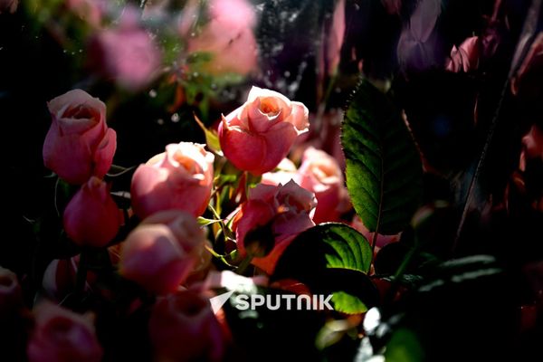 Продажа роз на одном из цветочных рынков Еревана Продажа роз на одном из цветочных рынков Еревана - Sputnik Армения