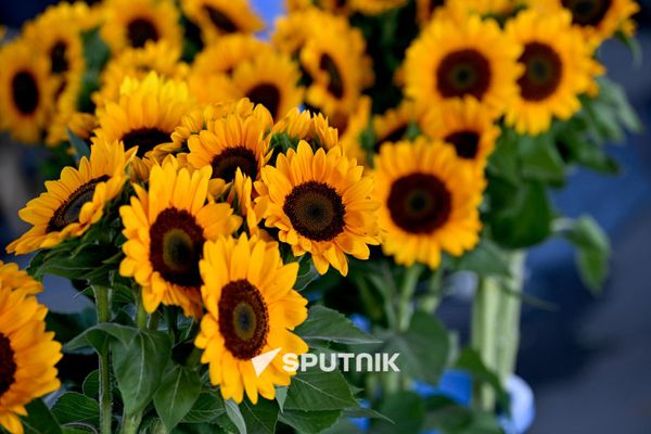 Продажа декоративного подсолнуха на одном из цветочных рынков Еревана Продажа декоративного подсолнуха на одном из цветочных рынков Еревана - Sputnik Армения