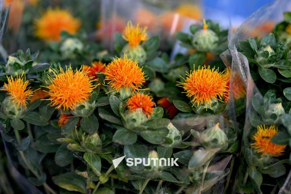 Продажа сафлора на одном из цветочных рынков Еревана Продажа сафлора на одном из цветочных рынков Еревана - Sputnik Армения