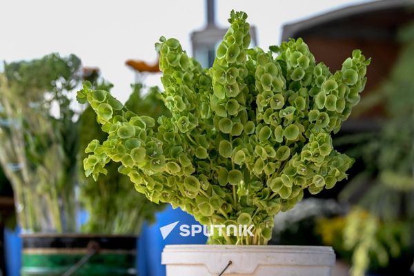 Продажа молюцеллы на одном из цветочных рынков Еревана Продажа молюцеллы на одном из цветочных рынков Еревана - Sputnik Армения
