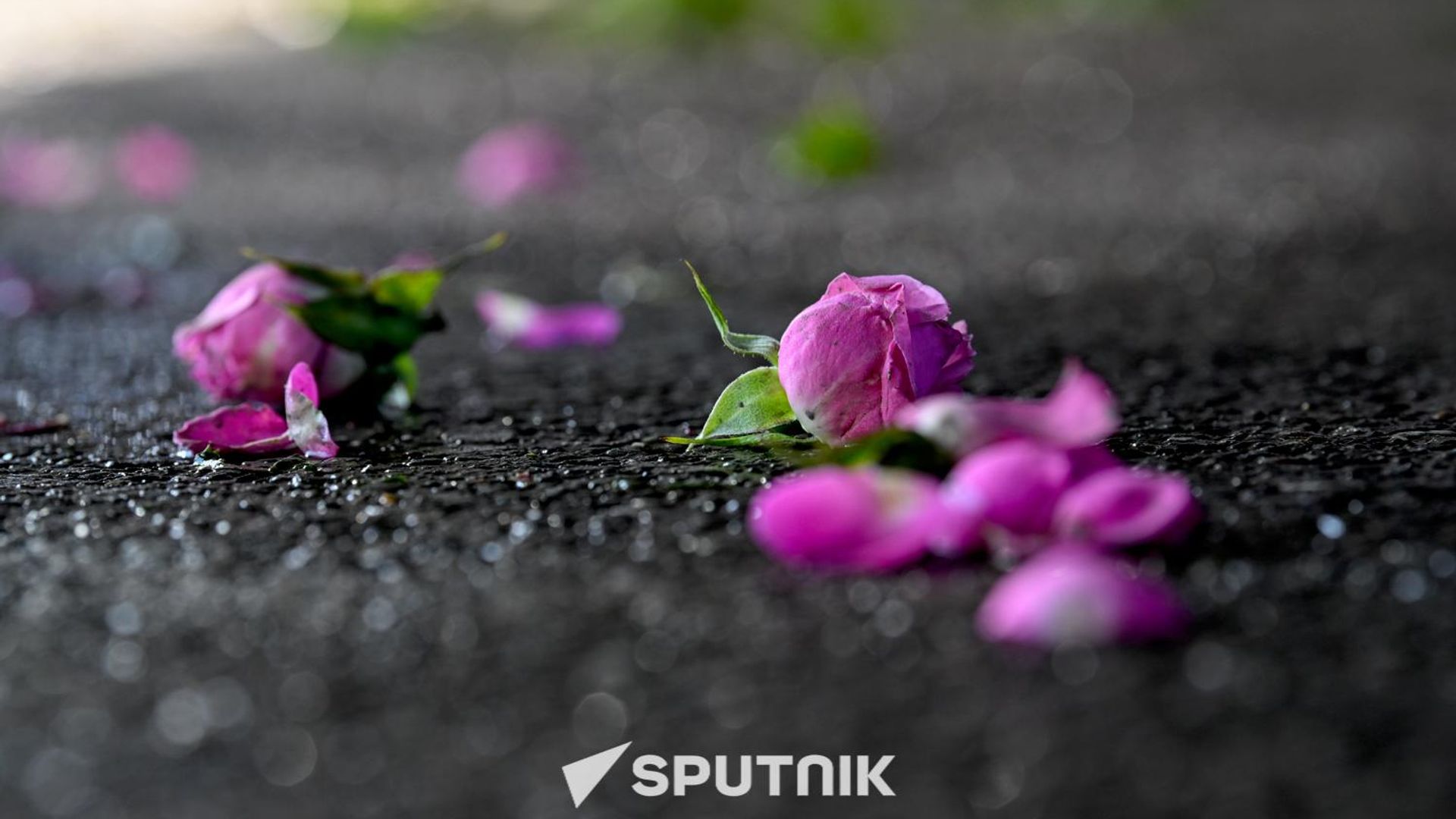 Бутоны роз на асфальте Бутоны роз на асфальте - Sputnik Армения, 1920, 25.07.2026