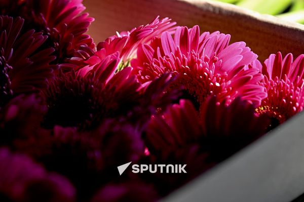 Продажа гербер на одном из цветочных рынков Еревана Продажа гербер на одном из цветочных рынков Еревана - Sputnik Армения