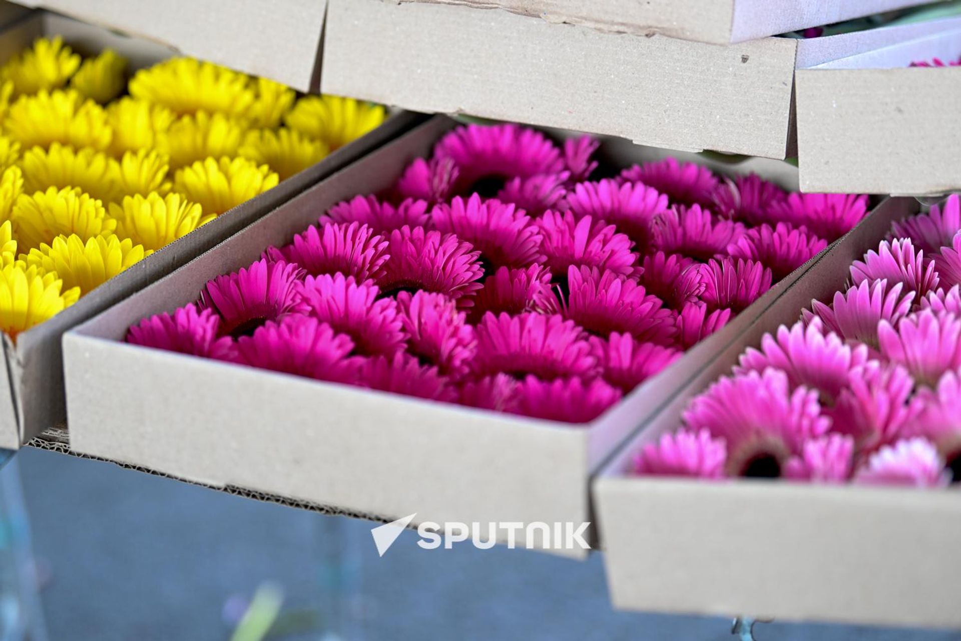 Продажа гербер на одном из цветочных рынков Еревана Продажа гербер на одном из цветочных рынков Еревана - Sputnik Армения, 1920, 24.07.2026