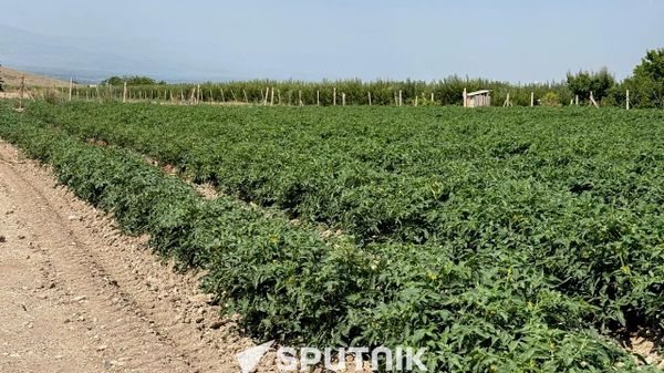 Поле с помидорами в общине Верин Двин Араратской области - Sputnik Армения