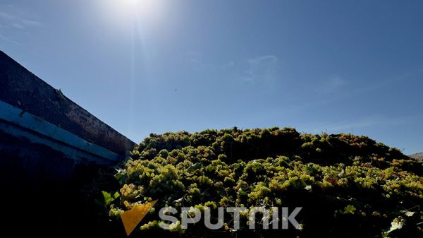 Խաղող - Sputnik Արմենիա